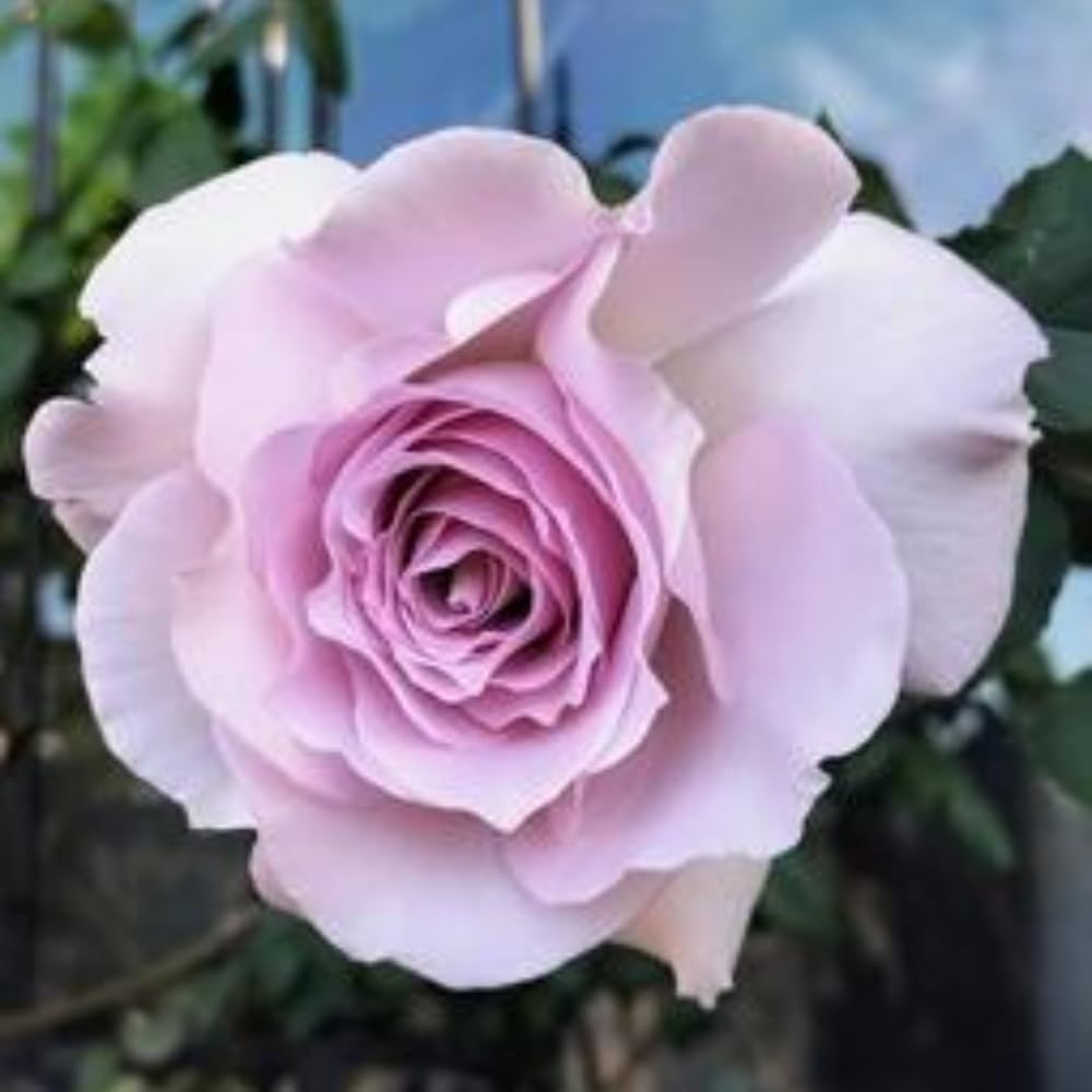 Rose Plant Live, Hybrid Tea Rose Bush Live Plant, 5-9 Inch Tall, Fragrant Flowers Shrub Ready to Plant Outdoor, No Pot, Well-Rooted (Purple Rose)