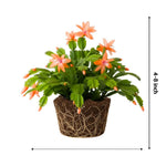 Christmas Cactus Plant, Thanksgiving Cactus in 4” Pot, Colorful Holiday Blooms, Indoor Gardens Growing (Peachy Christmas Cactus)