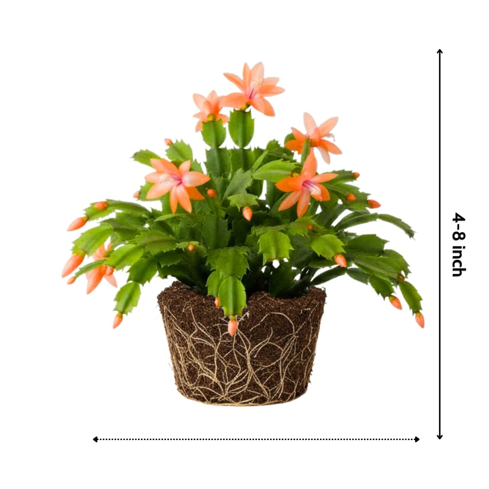 Christmas Cactus Plant, Thanksgiving Cactus in 4” Pot, Colorful Holiday Blooms, Indoor Gardens Growing (Peachy Christmas Cactus)
