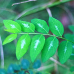 Set of 15 Katuk Cuttings, Katuk Plant Live, 4 to 7 Inches Long, No Root, Not Plant