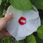 2 White Hibiscus Tree Live Plant, Hardy Hibiscus Plants Live, 4 to 7 Inches, Hibiscus Shrub Tree for Garden