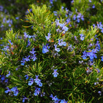 Set 2 Pots Rosemary Plants Live, 4 Inch Pot, 6 to 8 Inches Tall Live Rosemary Plants in Pot, Hardy Perennial Herb, 2 Plants per Pot