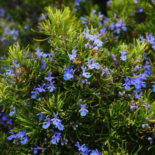 Set 2 Pots Rosemary Plants Live, 4 Inch Pot, 6 to 8 Inches Tall Live Rosemary Plants in Pot, Hardy Perennial Herb, 2 Plants per Pot
