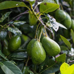 8-12" HASS Cold Hardy Avocado Tree Live Plant in Pot, Well-Rooted 9 Months Old Avocado