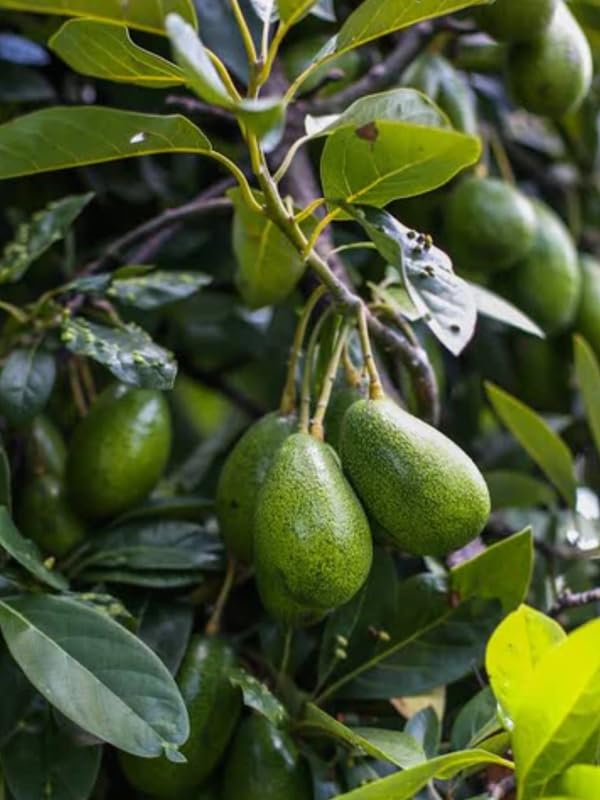 8-12" HASS Cold Hardy Avocado Tree Live Plant in Pot, Well-Rooted 9 Months Old Avocado