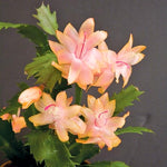 Christmas Cactus Plant, Thanksgiving Cactus in 4” Pot, Colorful Holiday Blooms, Indoor Gardens Growing (Peachy Christmas Cactus)