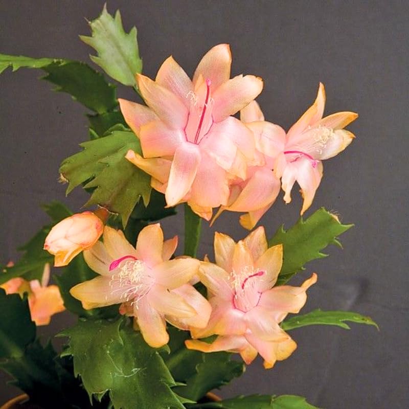 Christmas Cactus Plant, Thanksgiving Cactus in 4” Pot, Colorful Holiday Blooms, Indoor Gardens Growing (Peachy Christmas Cactus)