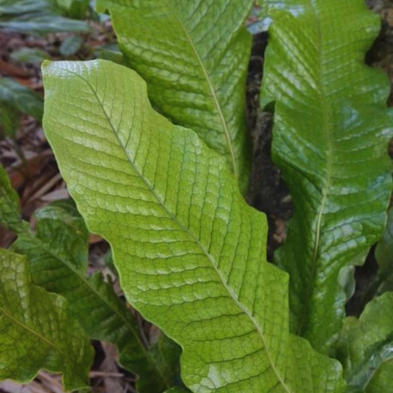 Fern Plant Live for Garden Indoor Outdoor, 5 to 7 Inc Tall, Ground Cover Plant