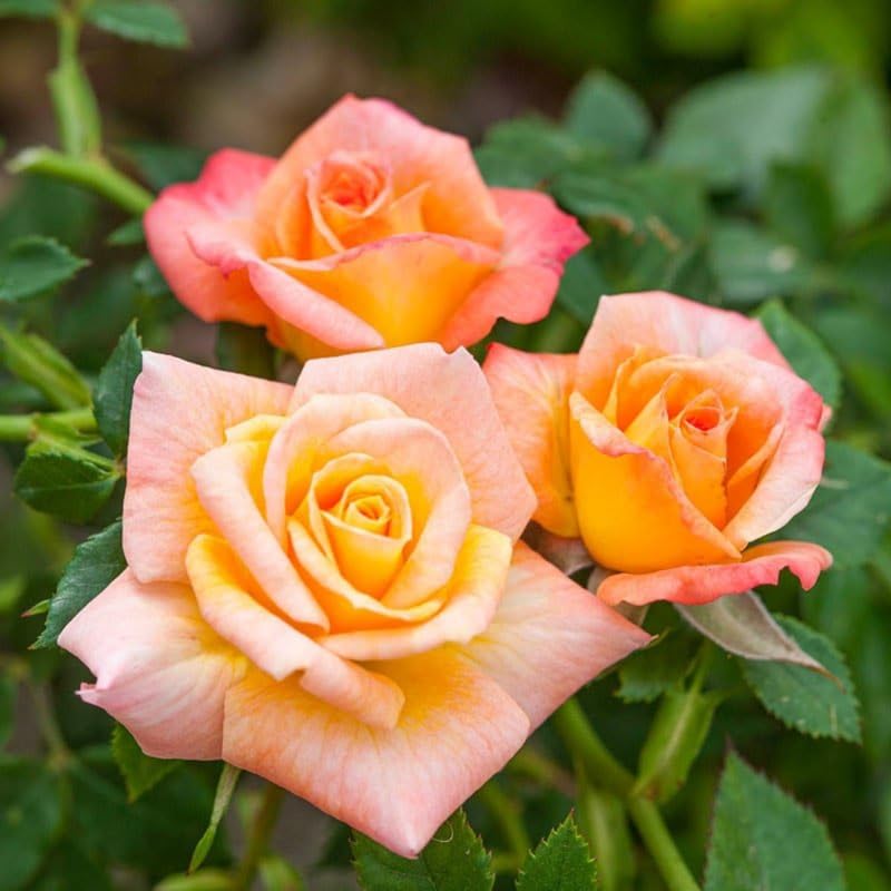 Rose Plant Live, Roses Bush for Outdoor Garden, 5-10 Inch Tall, Ornamental Flowering Shrub with Fragrant Blooms, Ready to Plant (Sunset Rose)