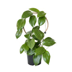 Hoya Quinquenervia Live Plant, Hoya Plants Live Houseplants, Five Veined Foliage, Hoyas Live Plant for Home Decoration, 5 to 7 Inches Tall
