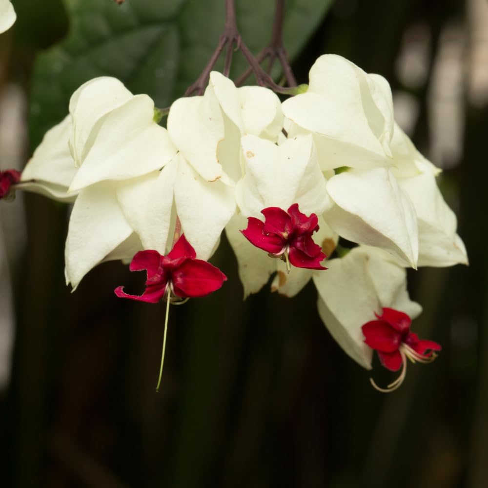 3 Clerodendrum Bleeding Heart Vine Plants, Heart Shaped Blooms, 4-9 Inch Tall, Indoor Outdoor Planting (White Red)