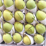 Cat Chu Mango Tree Live Plant Grafted, 14 to 18 Inches Tall in Pot, Ready to Bear Fruit in 1 Year, Sweet Mango Tree for Planting