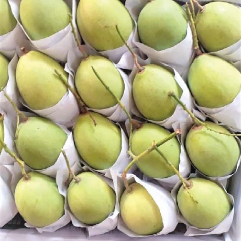 Irwin Mango Plant Live for Planting, 1 Year Old 10–14 Inch Tall, Early Season Sweet Mango Variety Zones 9–11