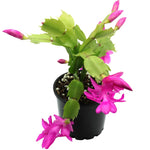 Pink Purple Christmas Cactus Plants Live in 4 Inch Pot, Perennial Christmas Thanksgiving Cactus Plants Potted, Vibrant Flower Holiday Houseplant Indoors Outdoors