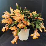 Yellow Christmas Cactus Plants Live, Thanksgiving Cactus Easter Cactus Plants Live, Well-Rooted Cold Hardy, Holiday Cactus for Indoor Outdoor Planting, 4-8 Inc Tall, Starter Tree