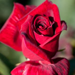 Rose Plant Live, Roses Bush for Outdoor Garden, 5-10 Inch Tall, Ornamental Flowering Shrub with Fragrant Blooms, Ready to Plant (Red Rose)