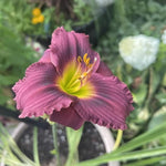 Set 10 Purple Daylily Bulbs for Planting, Hardy Perennial Lily Roots for Colorful Summer Blooms