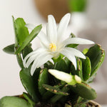 White Easter Cactus Plants Live, 4 to 6 Inch Tall Easter Cactus Plants Live Indoor Garden, Live Easter Cactus Flower Plant, Spring Cactus Live Houseplant, Easter Cactus
