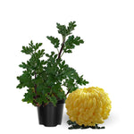 2 Mums Plants Live, Double Yellow Chrysanthemum Plants Live, 5 to 7 Inc Long, Chrysanthemum Flower Mum Live Plant
