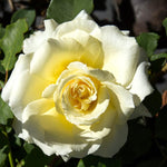 Rose Plant Live, Hybrid Tea Rose Bush Live Plant, 5-9 Inch Tall, Fragrant Flowers Shrub Ready to Plant Outdoor, No Pot, Well-Rooted (Yellow Rose)