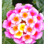 4 Colorful Perennial Lantana Trees Live Plants, Pink Blooms, Hardy and Long Blooming Seasons, Fragrant, 5-10" in Tall, Full Sun Growing