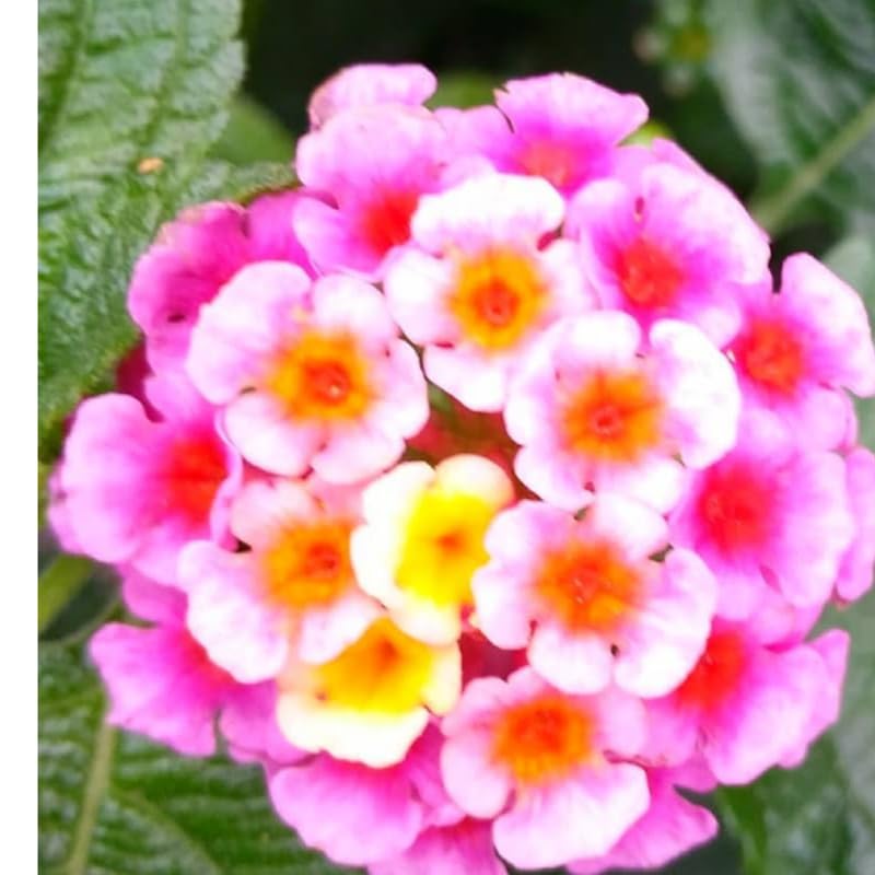 2 Pink Lantana Plants Live, Colorful Perennial, Long-Blooming and Very Hardy, Size 5 to 12 Inches in Tall, Well-Rooted, Outdoor Planting