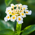 Set 4 Trailing Lantana Plants Live for Planting, Fragrant Lantana Live Plant to Grow Indoor Outdoor, Lantana Flowers Perennial, 4-8" Tall (White Lantana)