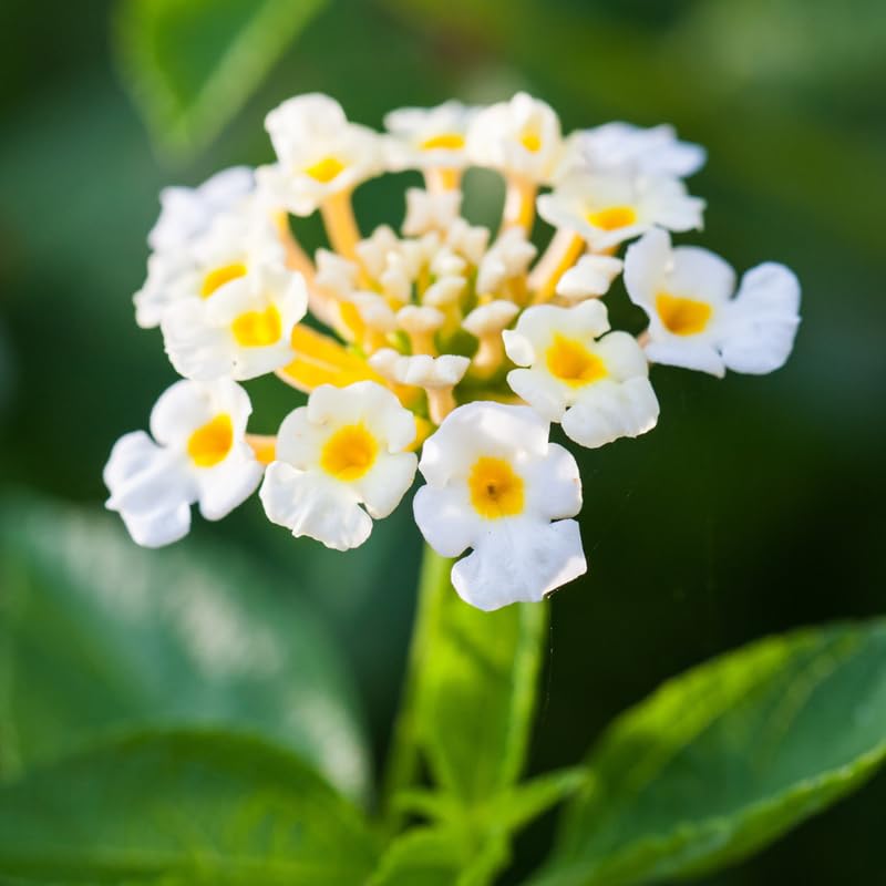 Set 4 Trailing Lantana Plants Live for Planting, Fragrant Lantana Live Plant to Grow Indoor Outdoor, Lantana Flowers Perennial, 4-8" Tall (White Lantana)