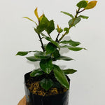 Bay Leaf Tree for Growing Laurus Nobilis Bay Leaf Trees Indoors and Outdoors from 5-9 Inc in Tall