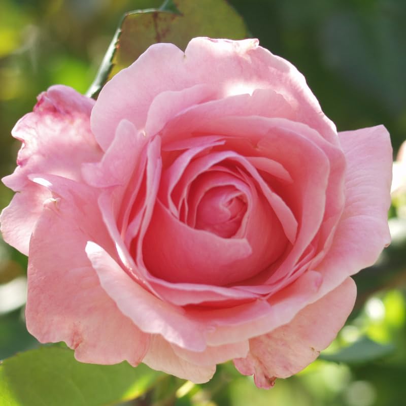 Rose Plant Live, Roses Bush Ready to Plant, 5-10 Inch Height, Ornamental Fragrant Flowers (Pink Rose)