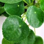 Pilea Peperomioides Live, Large Money Plants, Money Tree Plant Indoor, 4 to 6 Inc Tall Plant Live Houseplants for Garden