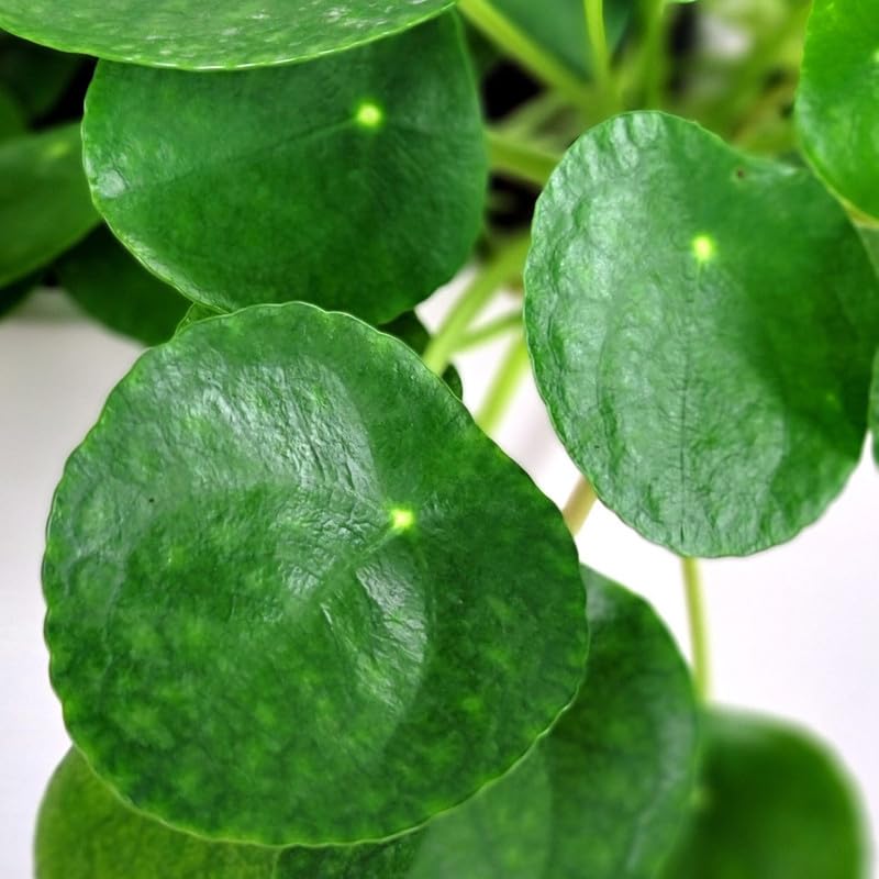 Pilea Peperomioides Live, Large Money Plants, Money Tree Plant Indoor, 4 to 6 Inc Tall Plant Live Houseplants for Garden