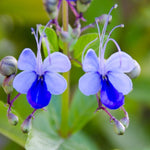 2 Clerodendrum Live Plants, Clerodendrum Wallichi Blue Butterfly Blooms, 5-9 Inc Tall