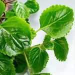 1 Pot 2 Plectranthus Swedish Ivy Plants Live in 4 Inch Pot, Green Swedish Ivy Live Plants, 4 to 8 Inch Tall (Green Swedish Ivy)
