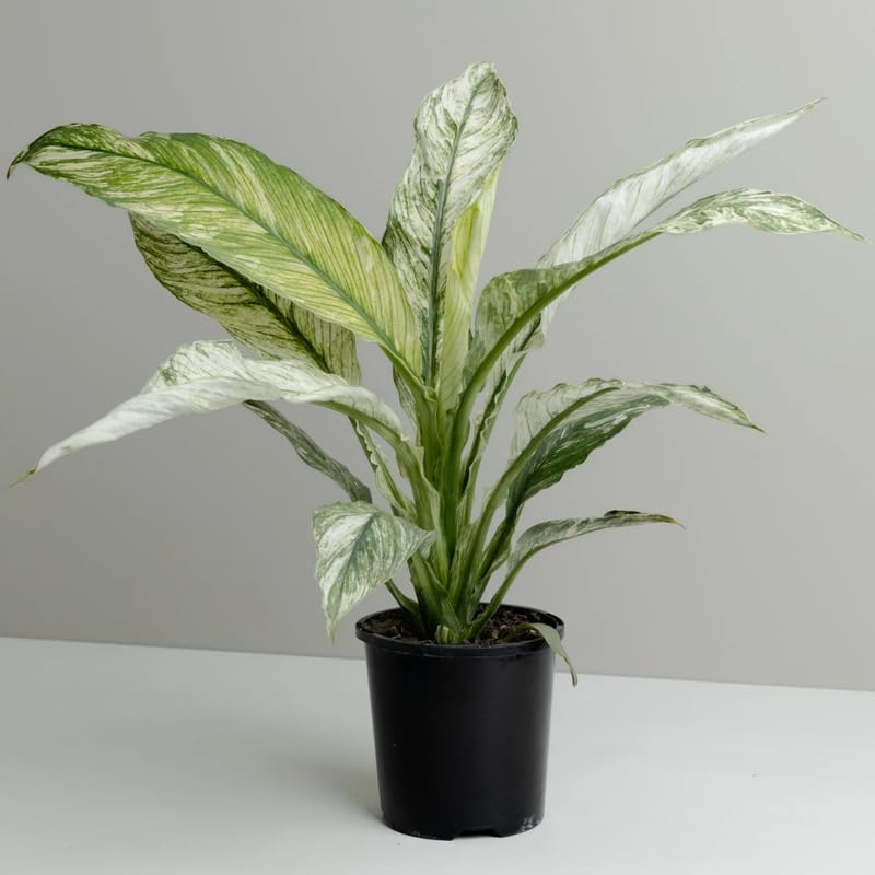 Peace Lily Live Plant, Indoor Flowering Plants 4-8 Inches, Office and Home Decoration - Variegated Peace Lily