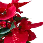 Red Polka Dot Poinsettia Plant Live 4-8 Inches, Vibrant Poinsettia Flowers for Holiday, Live Indoor Houseplant, No Pot