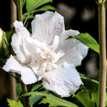 White Rose of Sharon Plant, Hardy Hibiscus Bush Shrub Well-Rooted 7-13" Tall Althea Shrub with Summer Blooms for Outdoor Landscape