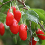 3 Red Goji Berry Plants Live 4 to 8 Inch Tall, Sweet Goji Berry Trees Perennial Garden Simple to Grow, Berry Fruit Tree