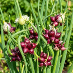 3 Egyptian Walking Onion Live Plants, Onion Tree Outdoor Planting, Winter Hardy Rare Fresh Heirloom Allium Winter, Onions Vegetable