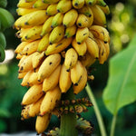 Namwah Banana Plant Live, 4-6" Tall Well-Rooted for Indoor Tropical Displays, Cold Hardy Banana Fruit Tree