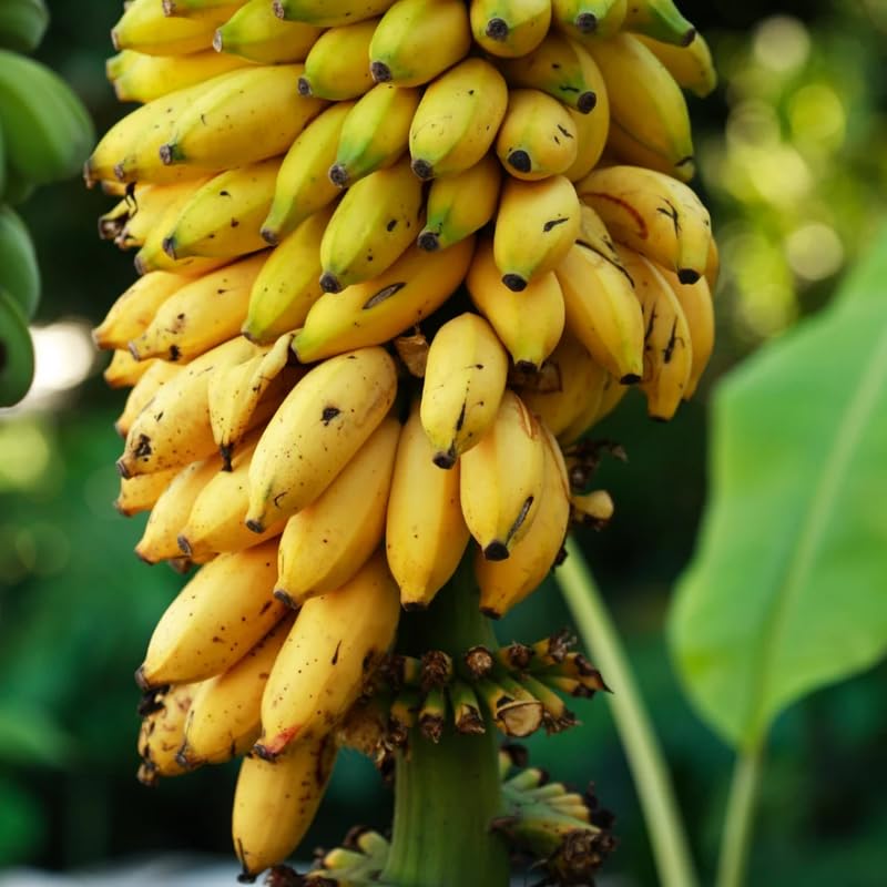 Namwah Banana Plant Live, 4-6" Tall Well-Rooted for Indoor Tropical Displays, Cold Hardy Banana Fruit Tree