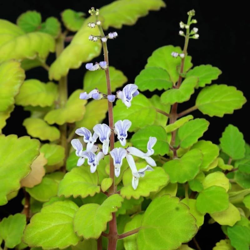 2 Plectranthus Swedish Ivy Live Plants for Planting, 4-6" Tall, in One Pot 4", Swedish Ivy Herbs Trees, Swedish Ivy Houseplants to Grow (Green Swedish Ivy)