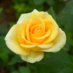 Rose Plant Live, Fragrant Heirloom Flower Bush, 5-10 Inch Tall, Grows as Climbing or Shrub for Outdoor Garden, No Pot (Yellow Rose Plant)