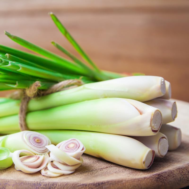1 Pot Lemongrass Plants Live for Outdoor, 10 Inc Tall Lemon Grass Live Plants in Pot, Live Lemon Grass Plants