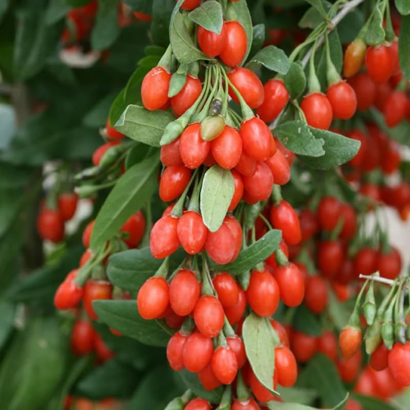Pack 2 Live Goji Berry Plants, Goji Berry Bushes for Planting, 4-10" Goji Berry Ready to Plant, Goji Berries Tree Plants Live