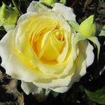 Rose Plant Live, Hybrid Tea Rose Bush Live Plant, 5-9 Inch Tall, Fragrant Flowers Shrub Ready to Plant Outdoor, No Pot, Well-Rooted (Yellow Rose)