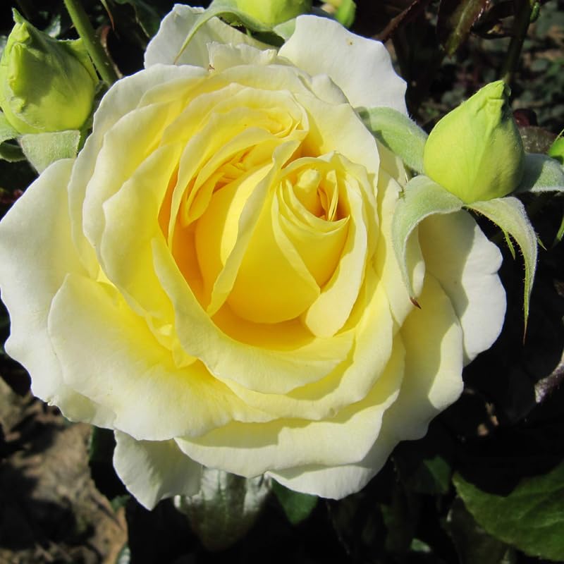 Rose Plant Live, Hybrid Tea Rose Bush Live Plant, 5-9 Inch Tall, Fragrant Flowers Shrub Ready to Plant Outdoor, No Pot, Well-Rooted (Yellow Rose)