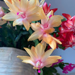Peachy Yellow Thanksgiving Cactus Plant Live, Vibrant Holiday Flowering Cactus 4 Inch Pot, Indoor Houseplant