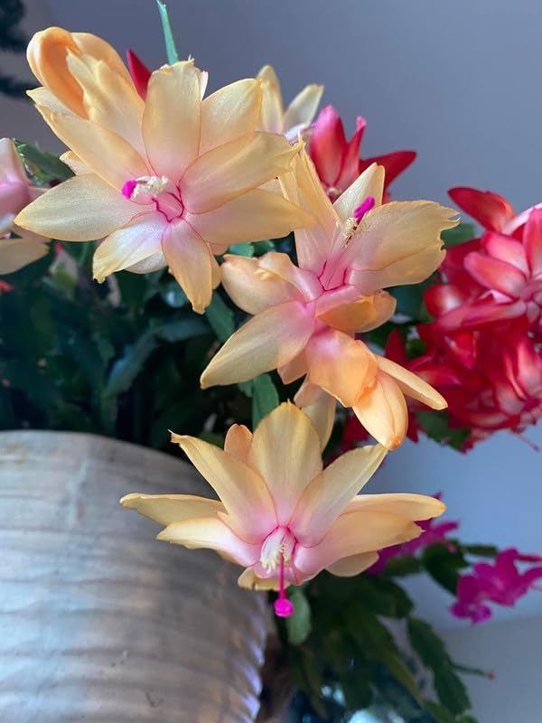 Peachy Yellow Thanksgiving Cactus Plant Live, Vibrant Holiday Flowering Cactus 4 Inch Pot, Indoor Houseplant