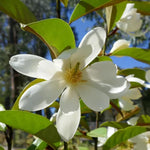 White Magnolia Tree in Gallon Pot, Live Flowering Magnolia Tree, Hardy Ornamental Shade Trees with Fragrant Blooms